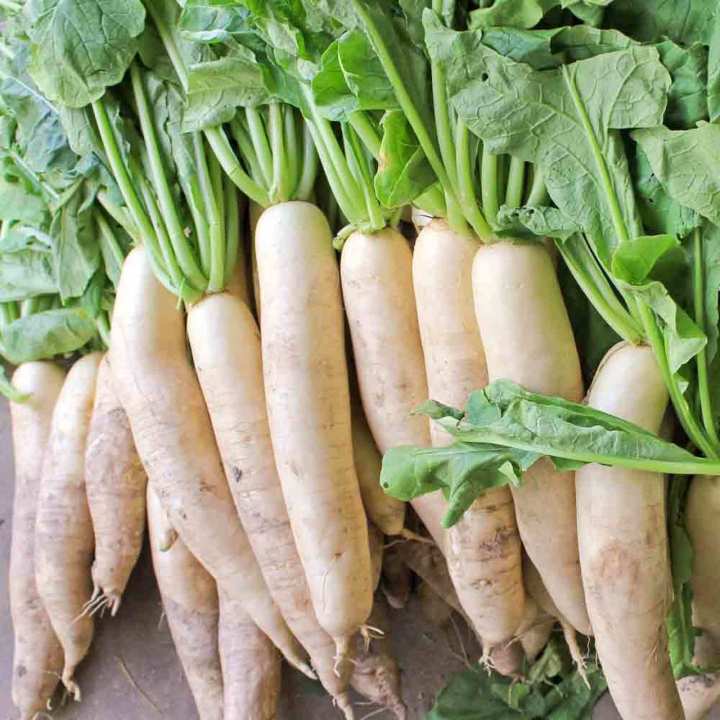 Daikon Radish